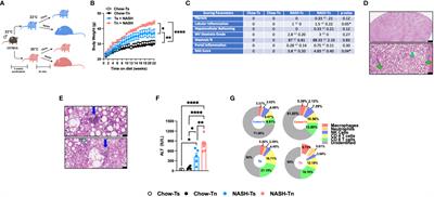 Thermoneutral housing shapes hepatic inflammation and damage in mouse models of non-alcoholic fatty liver disease